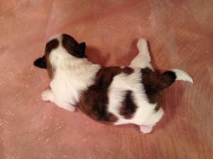 Male teddy bear Puppy #8 Born 3-10-15 Ready May of 2015
